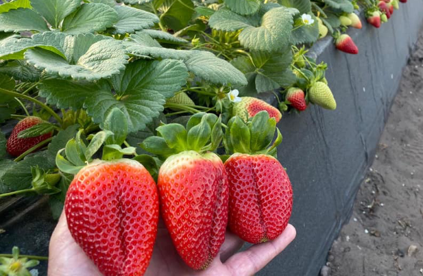 Produto